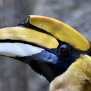 Great Hornbill (Buceros bicornis) male