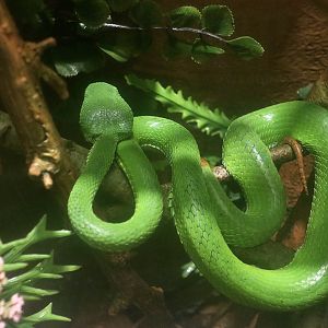 Lanna Green Pit Viper (Trimeresurus lanna)