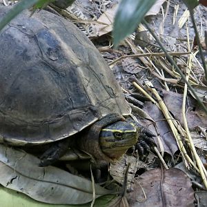 Malayan Box Turtle (Cuora amboinensis kamaroma)