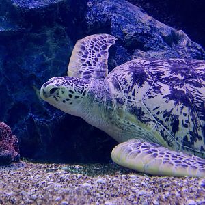 Green Sea Turtle (Chelonia mydas)