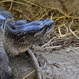 Common Snapping Turtle (Chelydra serpentina)