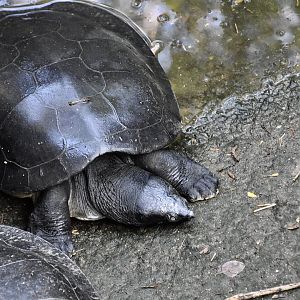 Indochinese Southern River Terrapin (Batagur affinis edwardmolli)