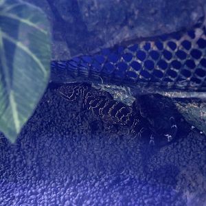 Doi Suthep Bent-Toed Gecko (Cyrtodactylus doisuthep)