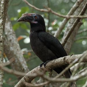 Luzon Hornbill (Penelopides manillae)