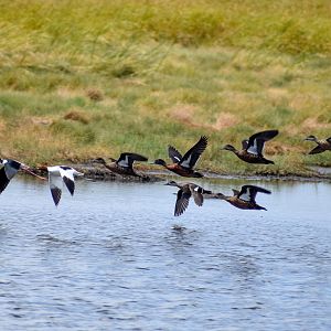 Pied Stilt, Red-necked Avocet and Chestnut Teals