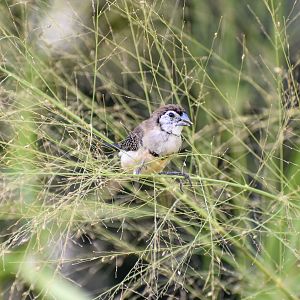 Double-barred Finch