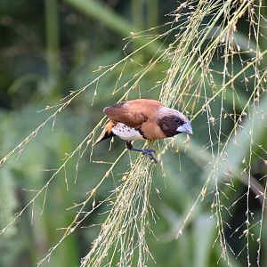 Chestnut-breasted Mannikin