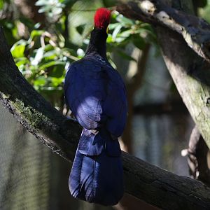 Lady Ross' Turaco