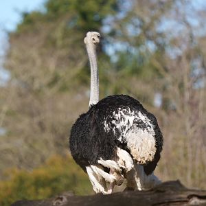 Common Ostrich
