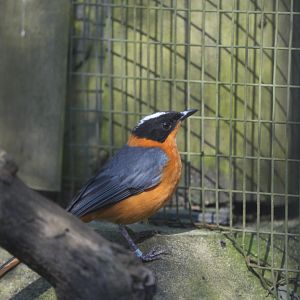 Snowy-crowned Robin-chat