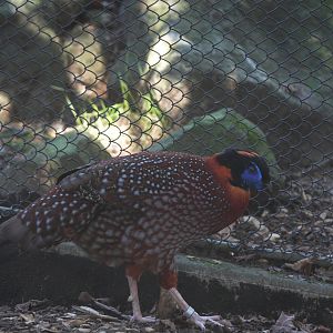 Temminck's Tragopan