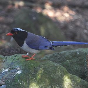 Red-billed Blue Magpie