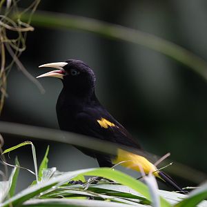 Yellow-rumped Cacique
