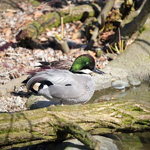 Falcated Duck