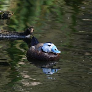 White-headed Duck