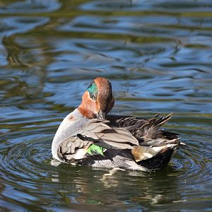 Green-winged Teal