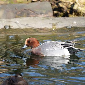 Eurasian Wigeon