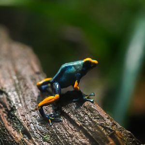 Poison Dart Frog ("Peacock" morph)