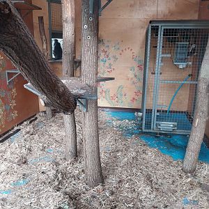 Water World - Collard mangabey (Cercocebus torquatus)