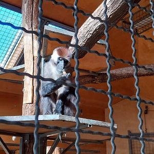 Water World - Collard mangabey (Cercocebus torquatus)
