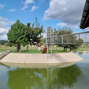 Water World - Collard mangabey (Cercocebus torquatus)