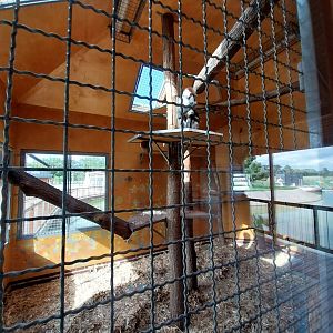 Water World - Collard mangabey (Cercocebus torquatus)