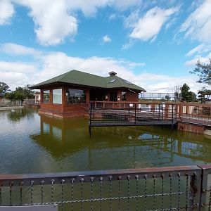 Water World - Ring-tailed lemur (Lemur catta)