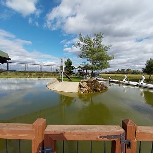 Water World - Ring-tailed lemur (Lemur catta)