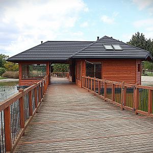 Water World - Ring-tailed lemur (Lemur catta)