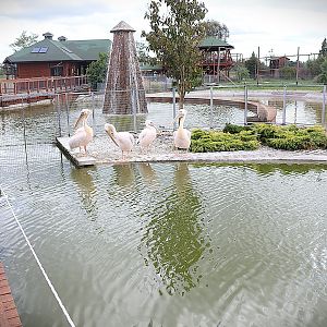 Water World - Great White Pelican (Pelecanus onocrotalus)