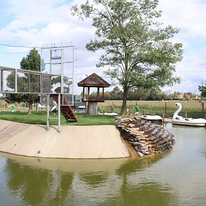 Water World - Ring-tailed lemur (Lemur catta)