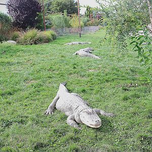 Water World - American Alligator (Alligator mississippiensis)