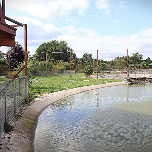 Water World - American Alligator (Alligator mississippiensis)
