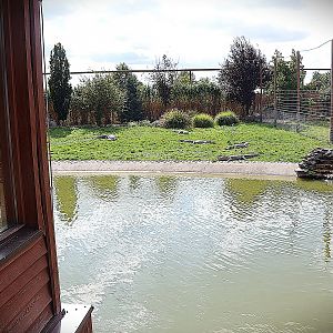 Water World - American Alligator (Alligator mississippiensis)