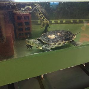Chinese Stripe-Necked Turtle (Mauremys sinensis)