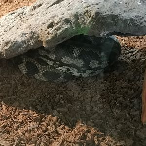 Australian Carpet Python (Morelia spilota)