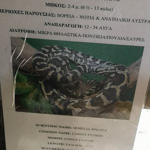 Australian Carpet Python signage