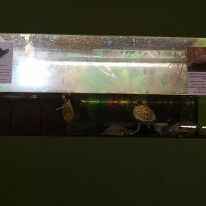 River turtle exhibit