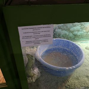 Yellow spotted monitor exhibit