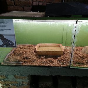 Common Kingsnake exhibit