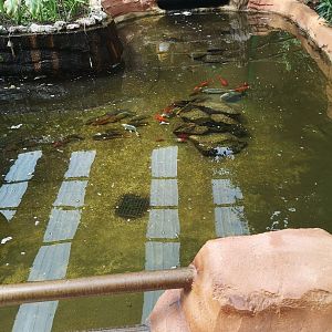 Koi fish pond inside the reptile house