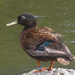 Laysan Duck (Anas laysanensis)