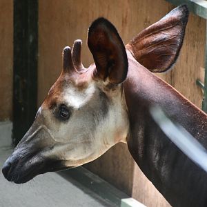 Okapi (Okapia johnstoni)