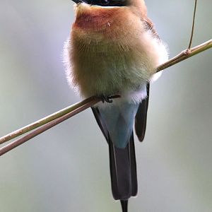 Blue-tailed bee-eater (Merops philippinus)