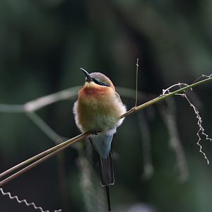 Blue-tailed bee-eater
