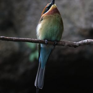 Blue-tailed bee-eater (Merops philippinus)