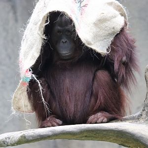 Bornean orangutan (Pongo pygmaeus)