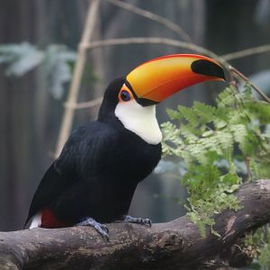 Toco Toucan (Ramphastos toco)