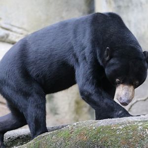 Sun Bear (Helarctos malayanus malayanus)