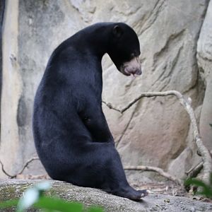 Sun Bear Sitting